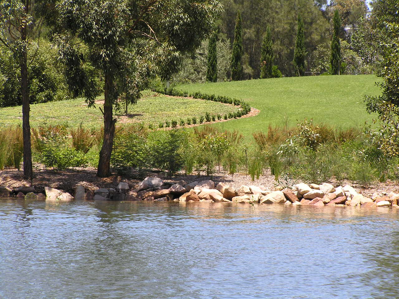 Cooks River with planting